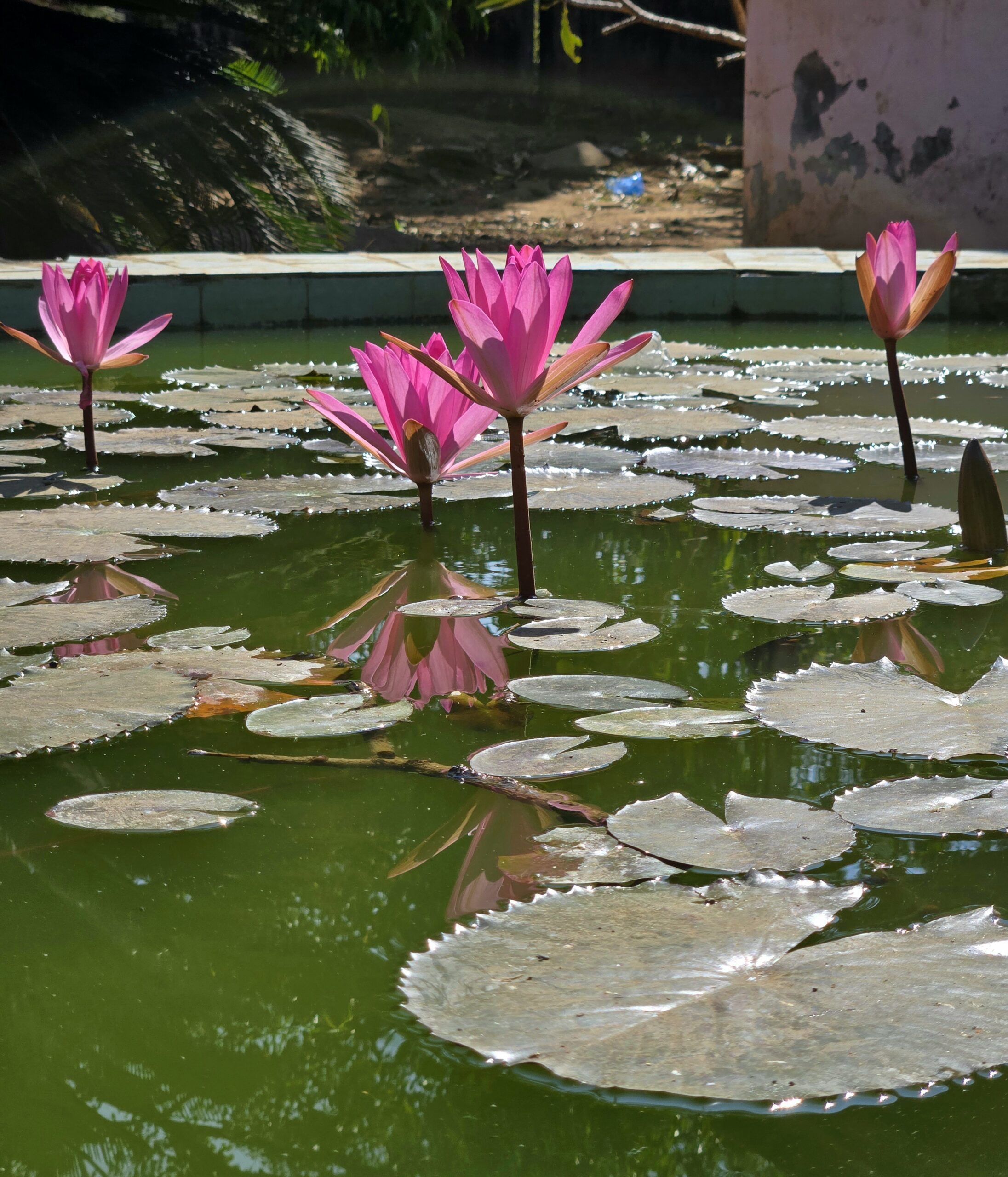 Pink lotus blossoms and green lily pads at the Kadia Dungar ashram pond