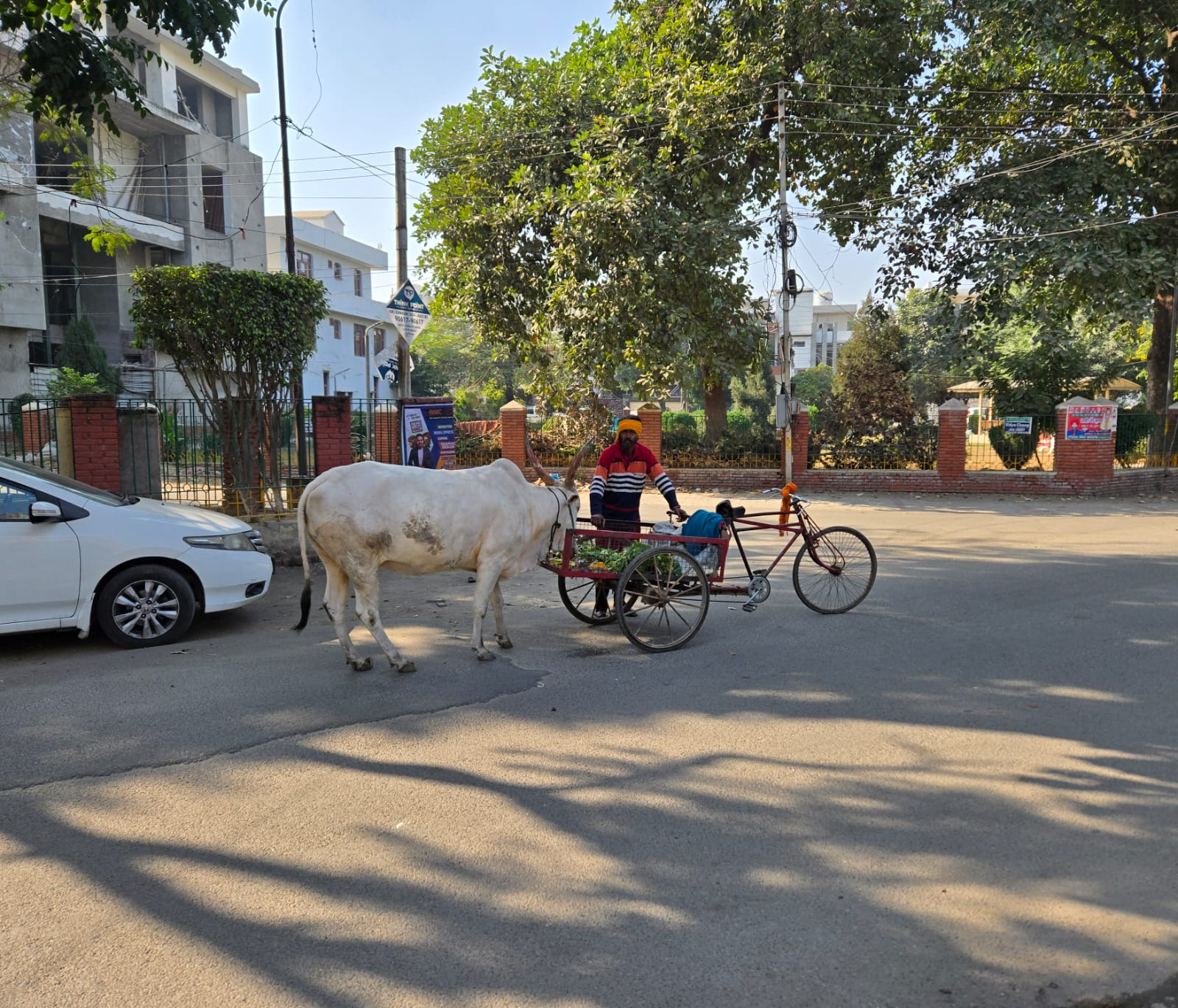 Cow eating from the bicycle cart on a neighborhood street in Ludhiana