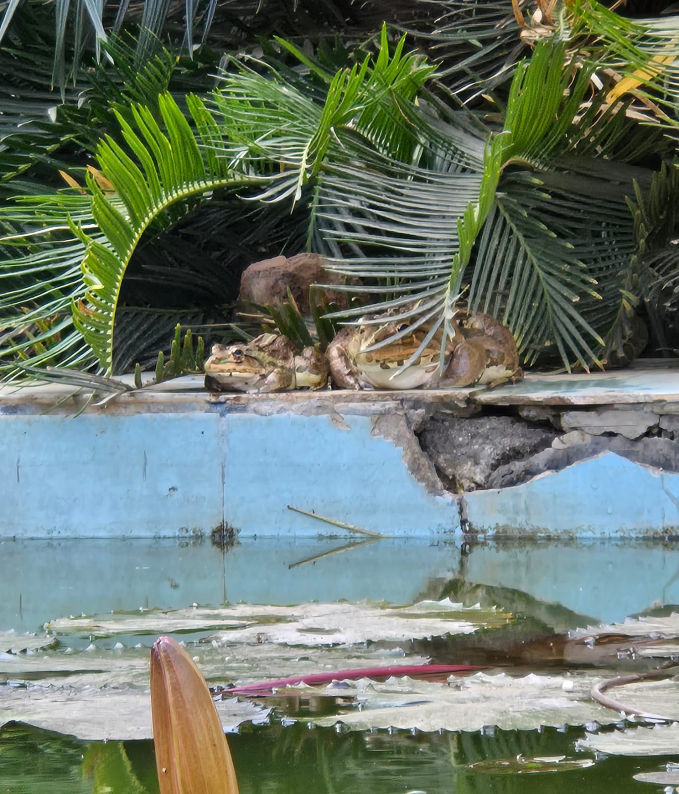 Two large toads resting beside the lotus pond at Kadia Dungar