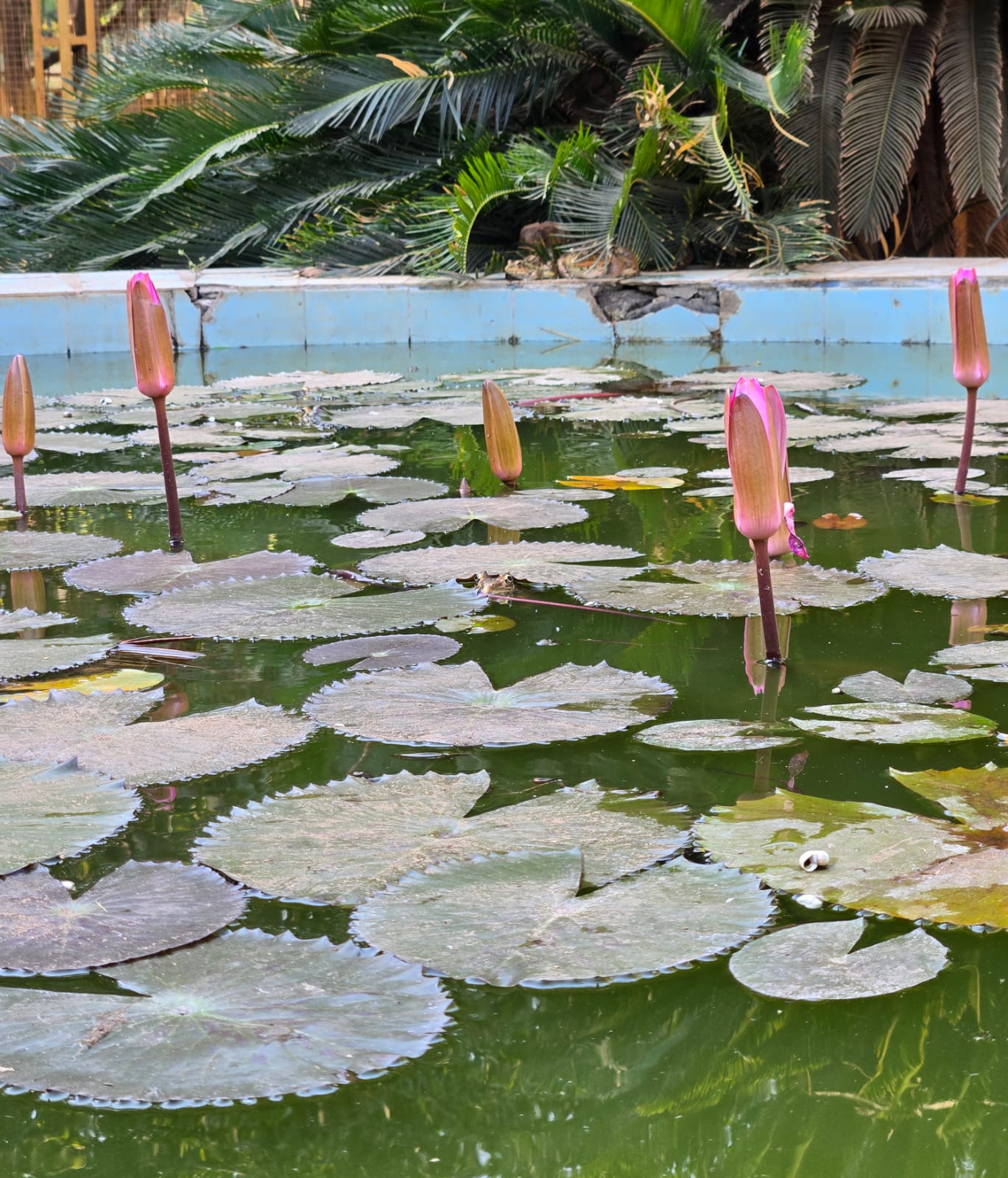 Lotus blossoms closing for the evening at the Kadia Dungar ashram pond